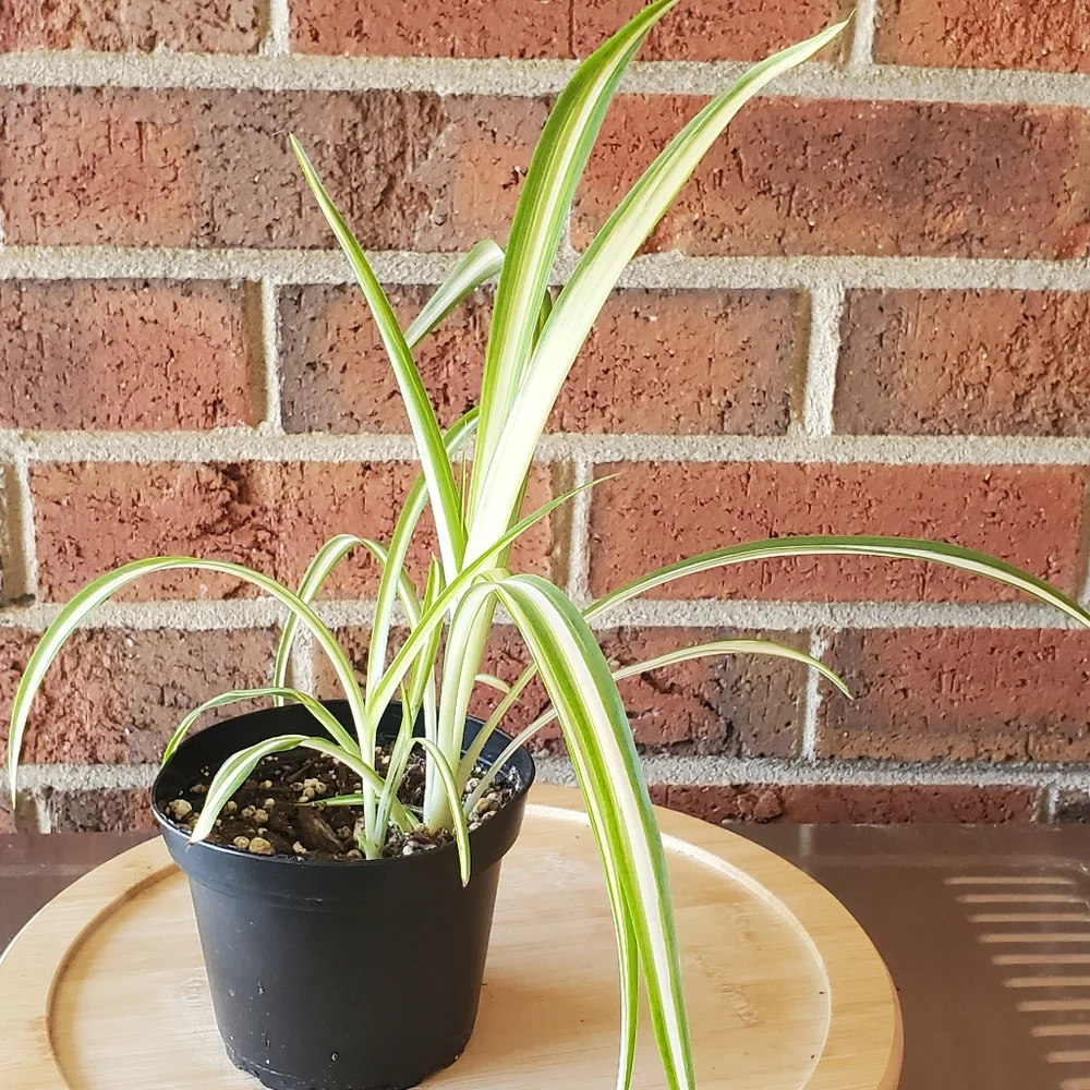 Spider Plant | Chlorophytum comosum 3" pot - Picture 3 of 8